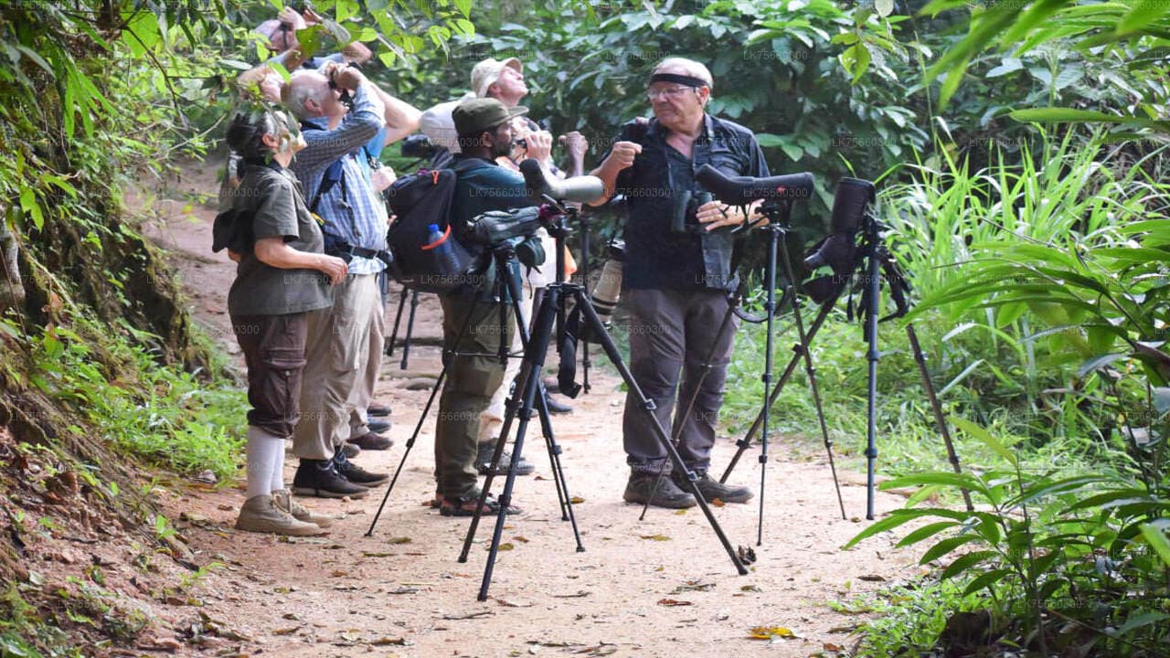 Sri Lanka Blue Magpie, dawn walk